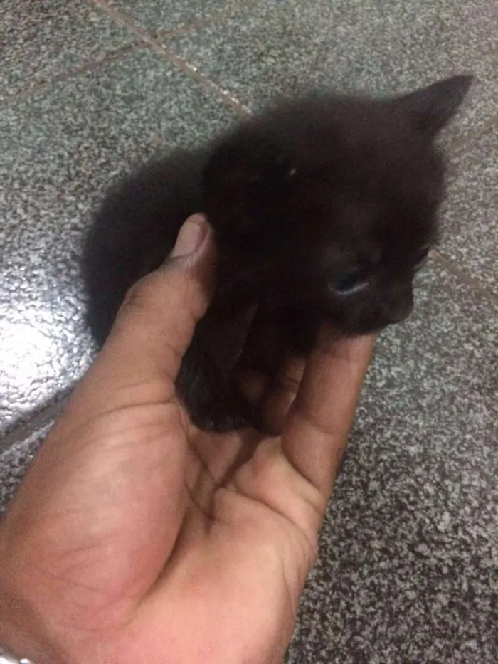 Gato ra a  idade 2 a 6 meses nome GATA