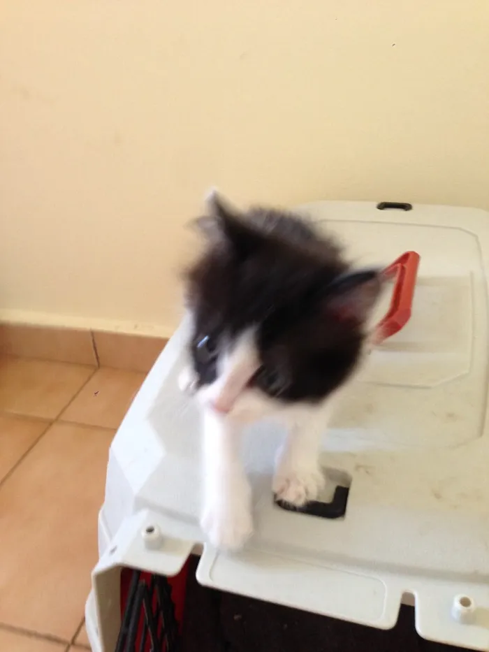 Gato ra a SRD idade Abaixo de 2 meses nome Ainda sem nome