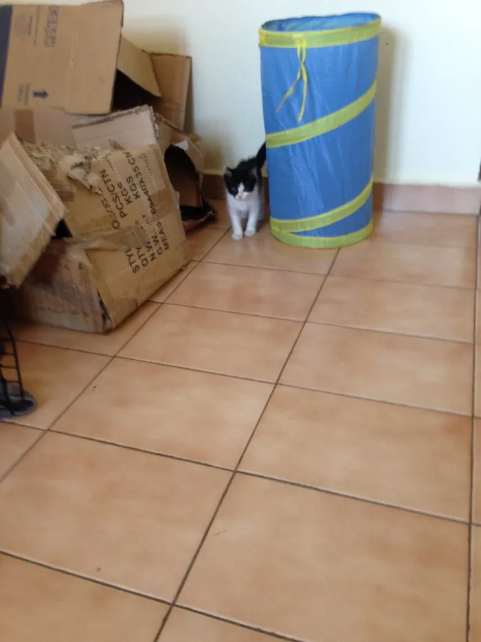 Gato ra a SRD idade Abaixo de 2 meses nome Ainda sem nome