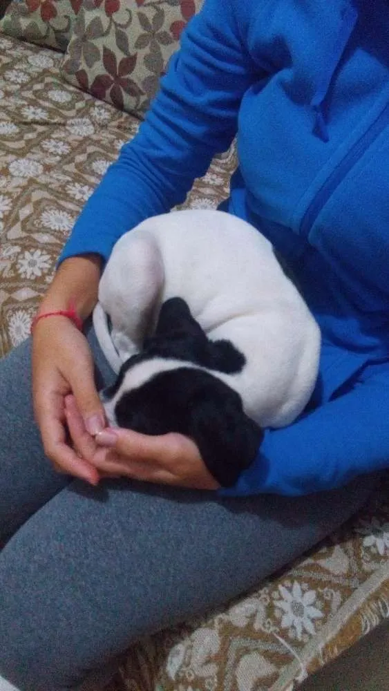 Cachorro ra a Mistura  idade 2 a 6 meses nome Juju