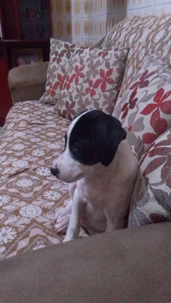 Cachorro ra a Mistura  idade 2 a 6 meses nome Juju