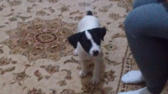 Cachorro ra a Mistura  idade 2 a 6 meses nome Juju
