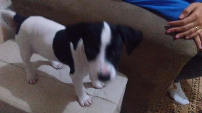 Cachorro ra a Mistura  idade 2 a 6 meses nome Juju