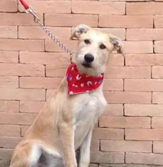 Cachorro ra a SRD idade 7 a 11 meses nome CLARA