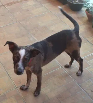 Cachorro raça sem raça definida idade 7 a 11 meses nome Mel