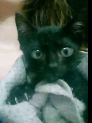 Gato raça Siamês idade Abaixo de 2 meses nome Não tem nome