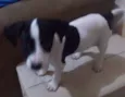 Juju