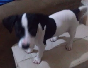 Cachorro raça Mistura  idade 2 a 6 meses nome Juju