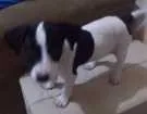 Cachorro raça Mistura  idade 2 a 6 meses nome Juju