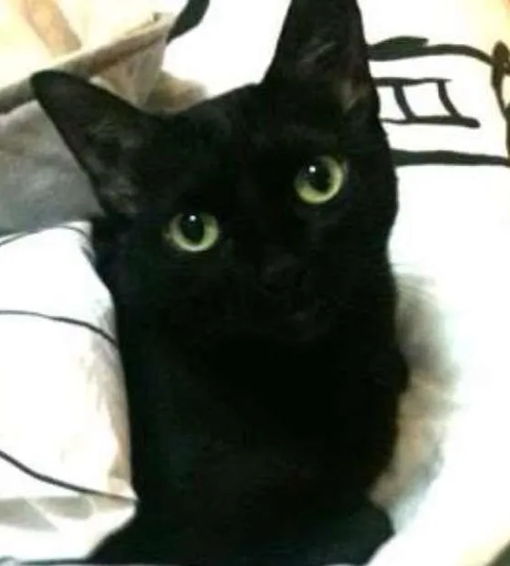 Gato ra a  idade Abaixo de 2 meses nome Sem nomes