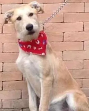 Cachorro raça SRD idade 7 a 11 meses nome CLARA