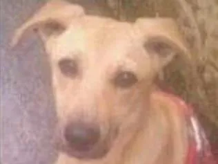 Cachorro ra a SRD idade 1 ano nome Banzé