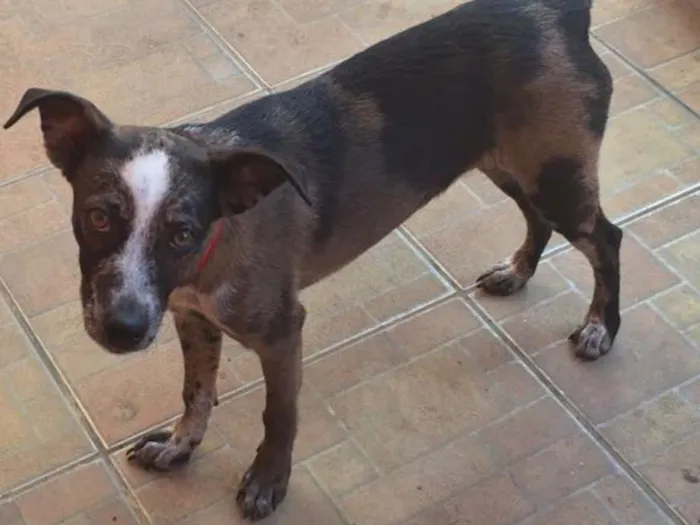 Cachorro raça sem raça definida idade 7 a 11 meses nome Mel