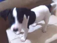 Juju