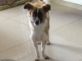 Cachorro raça Vira lata idade 2 a 6 meses nome Lucy
