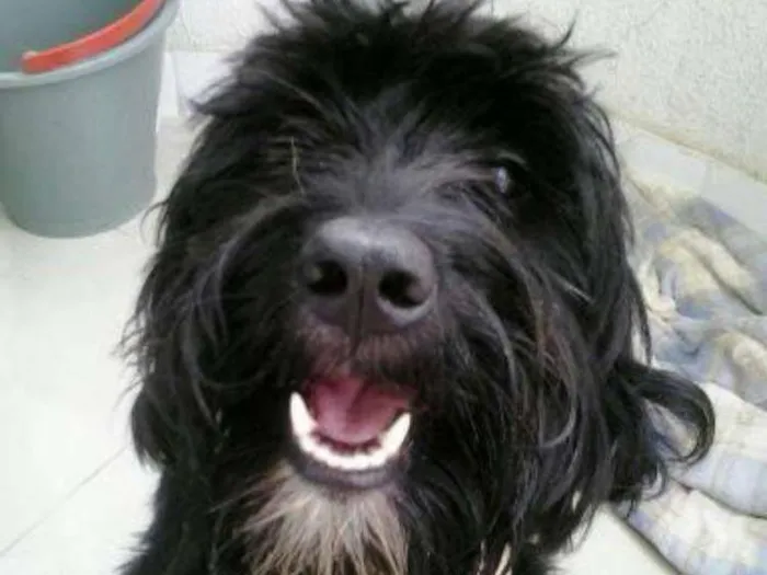 Cachorro raça  idade  nome Sem identificação