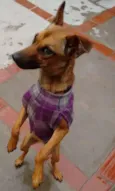 Mel