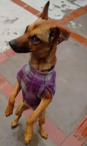 Cachorro raça SRD idade 2 a 6 meses nome Mel