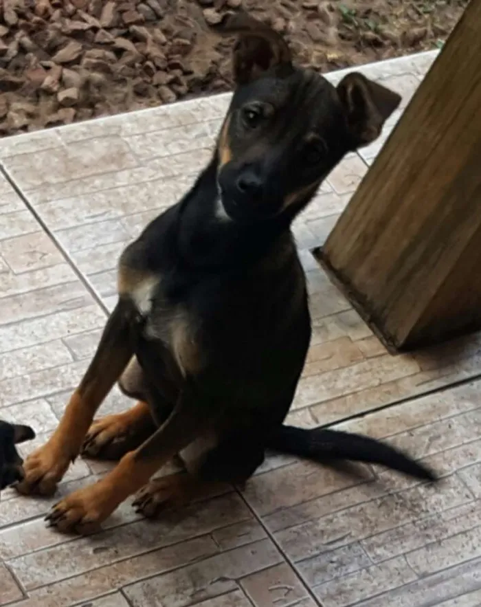 Cachorro ra a SRD idade 2 a 6 meses nome Pernalonga 
