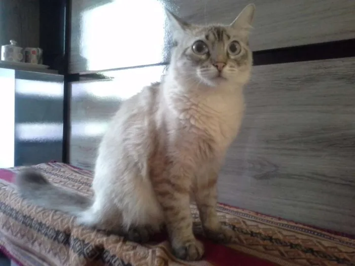 Gato raça Indefinifa idade 1 ano nome Chana