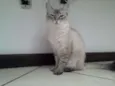 Chana