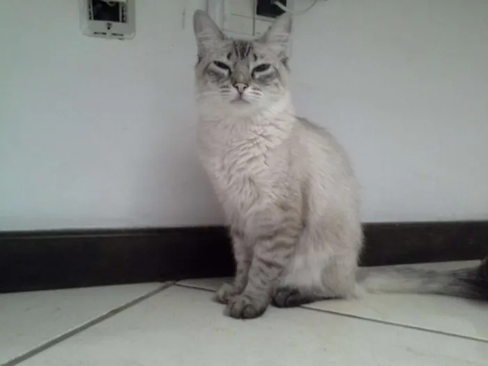 Gato raça Indefinifa idade 1 ano nome Chana