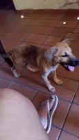 Luck (sorte)