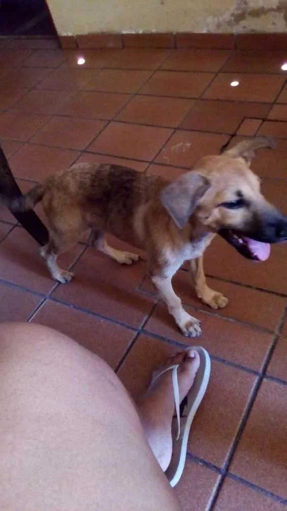 Cachorro raça Vira lata idade 2 a 6 meses nome Luck (sorte)