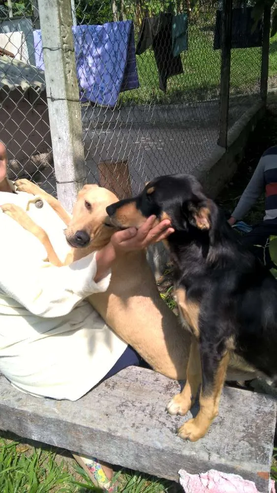 Cachorro ra a srd idade 7 a 11 meses nome fredy & guby