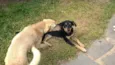 fredy & guby