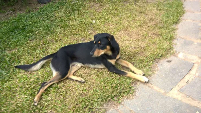 Cachorro ra a srd idade 7 a 11 meses nome fredy & guby