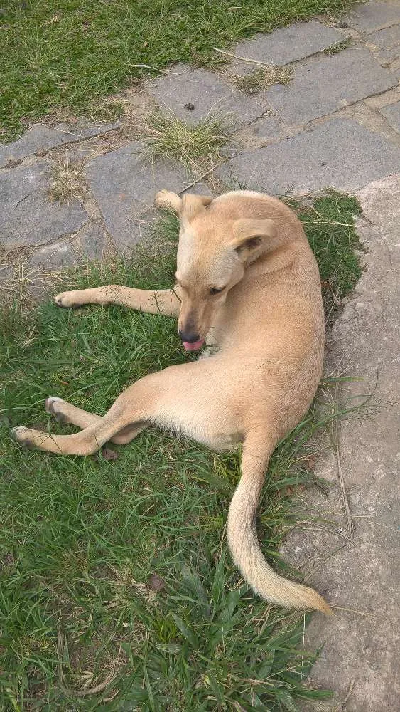 Cachorro ra a srd idade 7 a 11 meses nome fredy & guby