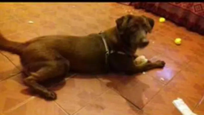 Cachorro ra a Labrador idade 1 ano nome Meg