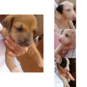 Cachorro raça Não Definido idade 7 a 11 meses nome Sem nomes