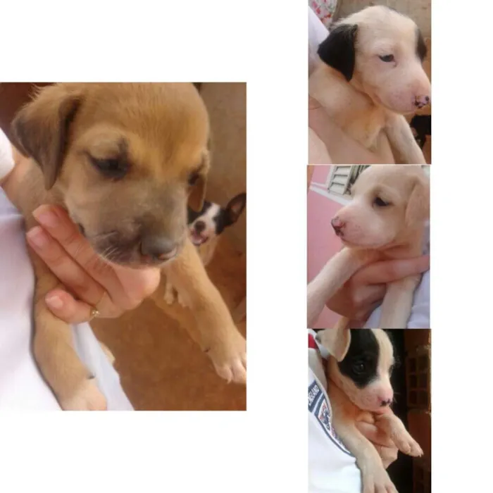 Cachorro ra a Não Definido idade 7 a 11 meses nome Sem nomes