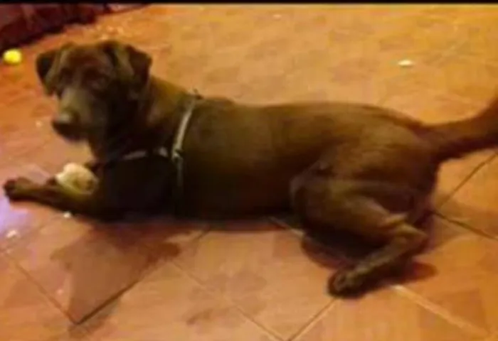 Cachorro ra a Labrador idade 1 ano nome Meg