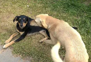 Cachorro raça srd idade 7 a 11 meses nome fredy & guby