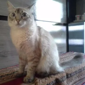 Gato raça Indefinifa idade 1 ano nome Chana