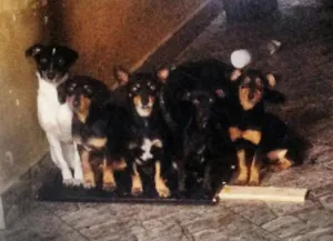 Cachorro raça Vira lata idade  nome Varios 