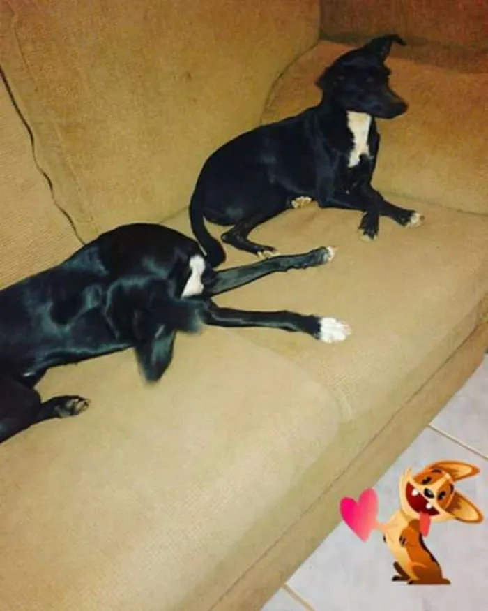 Cachorro ra a Não Definido idade 7 a 11 meses nome Sem nomes