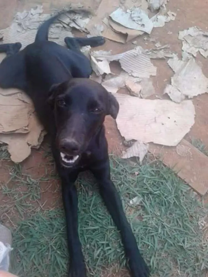 Cachorro ra a Não Definido idade 7 a 11 meses nome Sem nomes