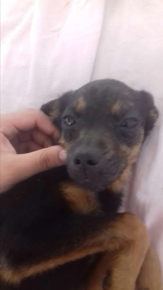 Cachorro ra a Vira-lata idade  nome Diversos