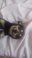 Diversos