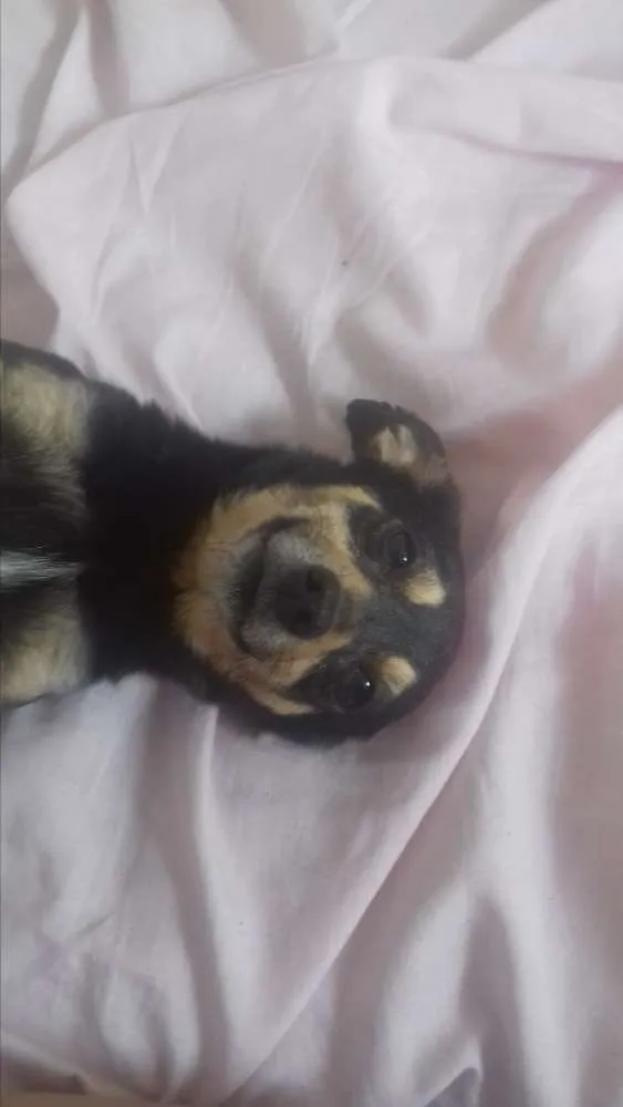 Cachorro ra a Vira-lata idade  nome Diversos