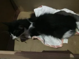 Gato raça SRD idade 1 ano nome Sem nome