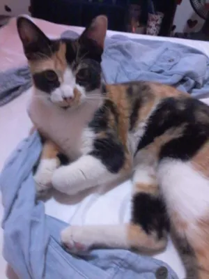 Gato raça  idade 1 ano nome Sia