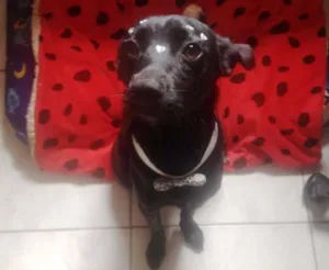 Cachorro raça SRD idade 1 ano nome Princesa