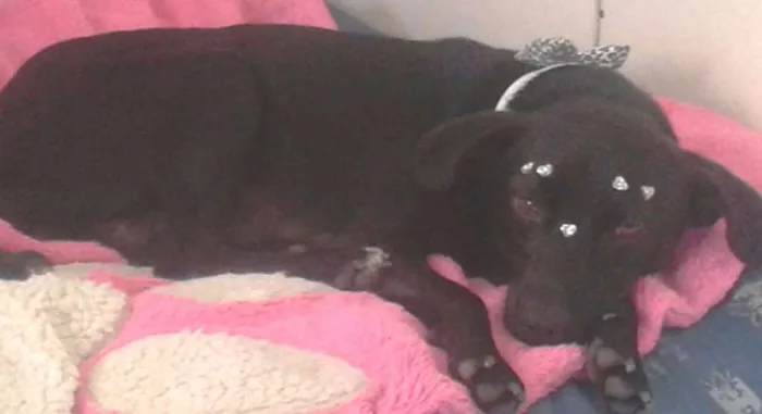 Cachorro raça SRD idade 1 ano nome Princesa