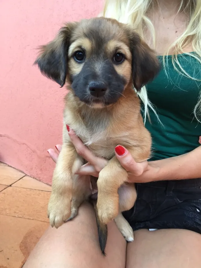 Cachorro ra a Raça de porte médio  idade Abaixo de 2 meses nome 3 lindas fêmeas 