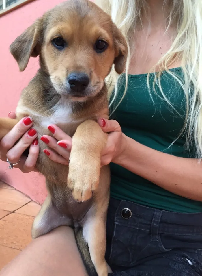 Cachorro ra a Raça de porte médio  idade Abaixo de 2 meses nome 3 lindas fêmeas 